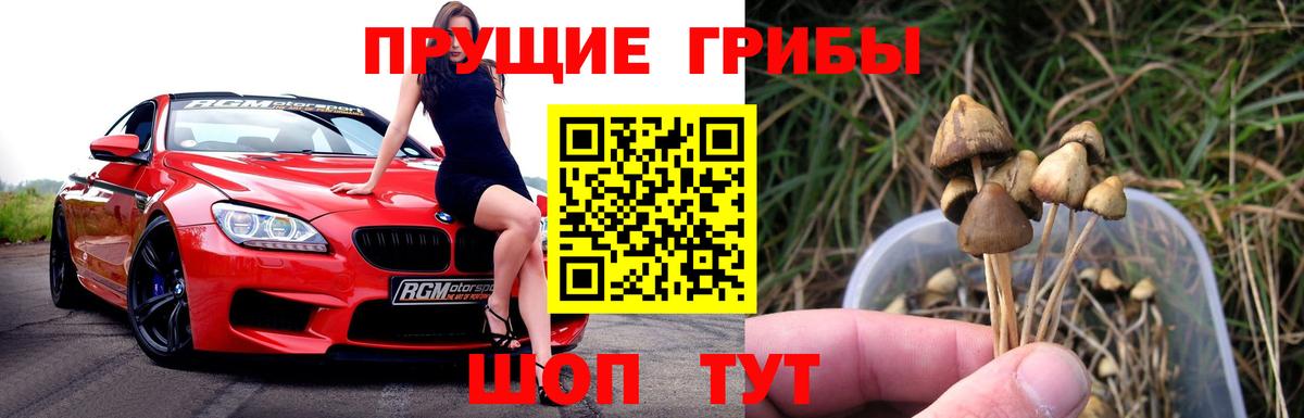 Галлюциногенные грибы Psilocybine cubensis  Вход с VPN  Галлюциногенные грибы мицелий  Калуга 